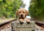 English/Show Black & Yellow Labrador Retrievers