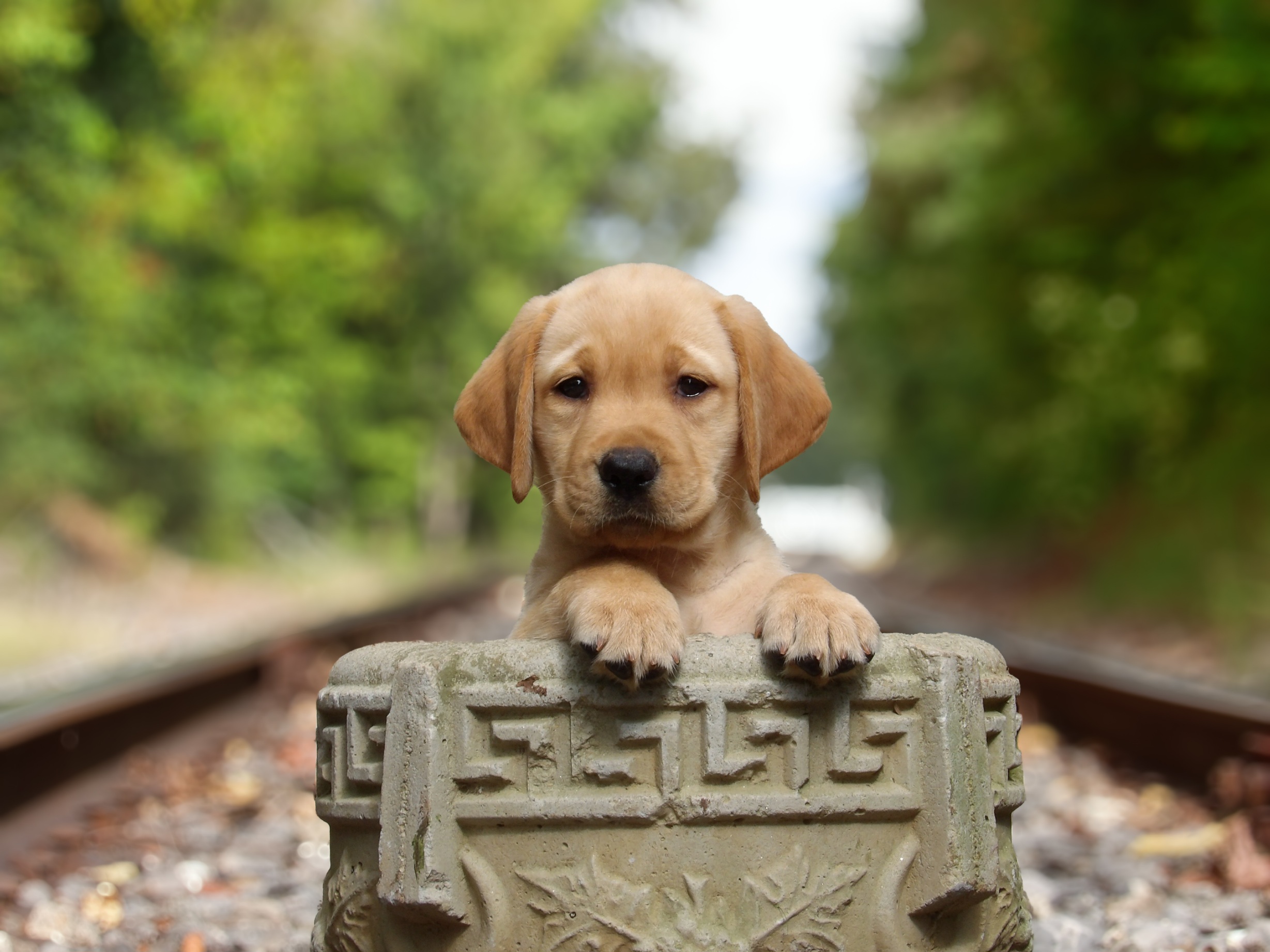 English/Show Black & Yellow Labrador Retrievers