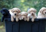 English/Show Black & Yellow Labrador Retrievers