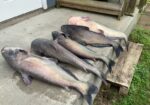Juglining for Blue Catfish