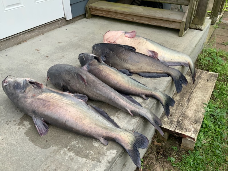 Juglining for Blue Catfish