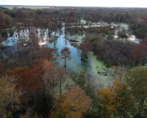 BeSaDo-Cypress-Lake