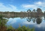 Duck Hunting Lease – Swamp Lake near Eunice, LA – 2026-2027 Duck Season