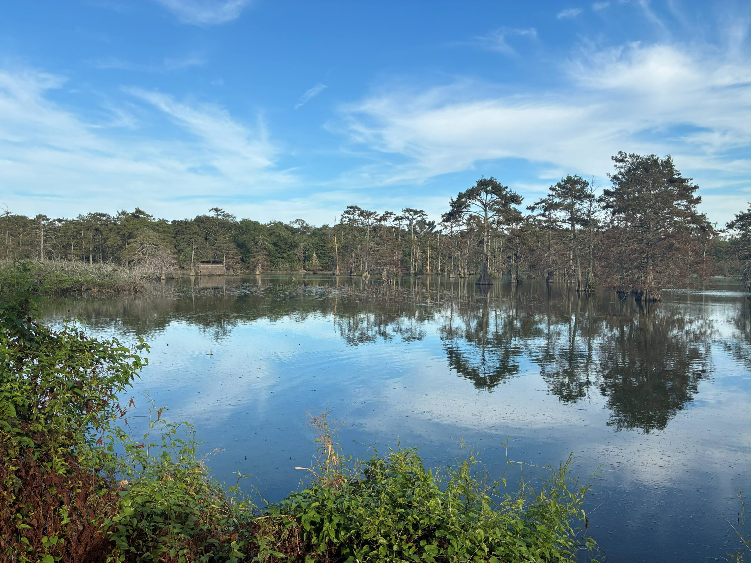 Duck Hunting Lease – Swamp Lake near Eunice, LA – 2026-2027 Duck Season