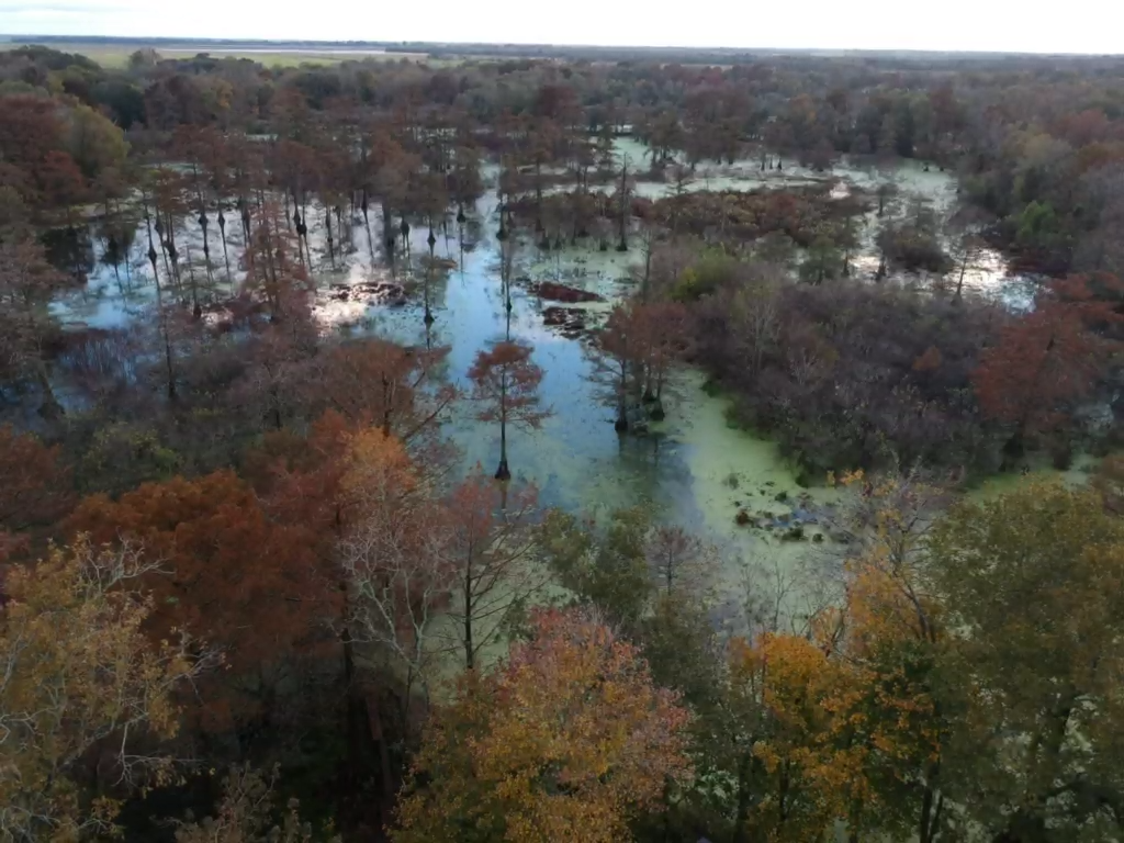 Duck Hunting Lease – Swamp Lake near Eunice, LA – 2026-2027 Duck Season