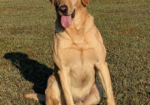 Yellow Labrador Male Puppy (Champion Bloodlines)