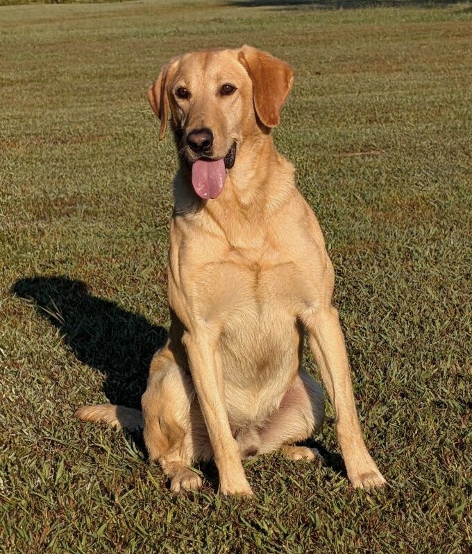 Yellow Labrador Male Puppy (Champion Bloodlines)