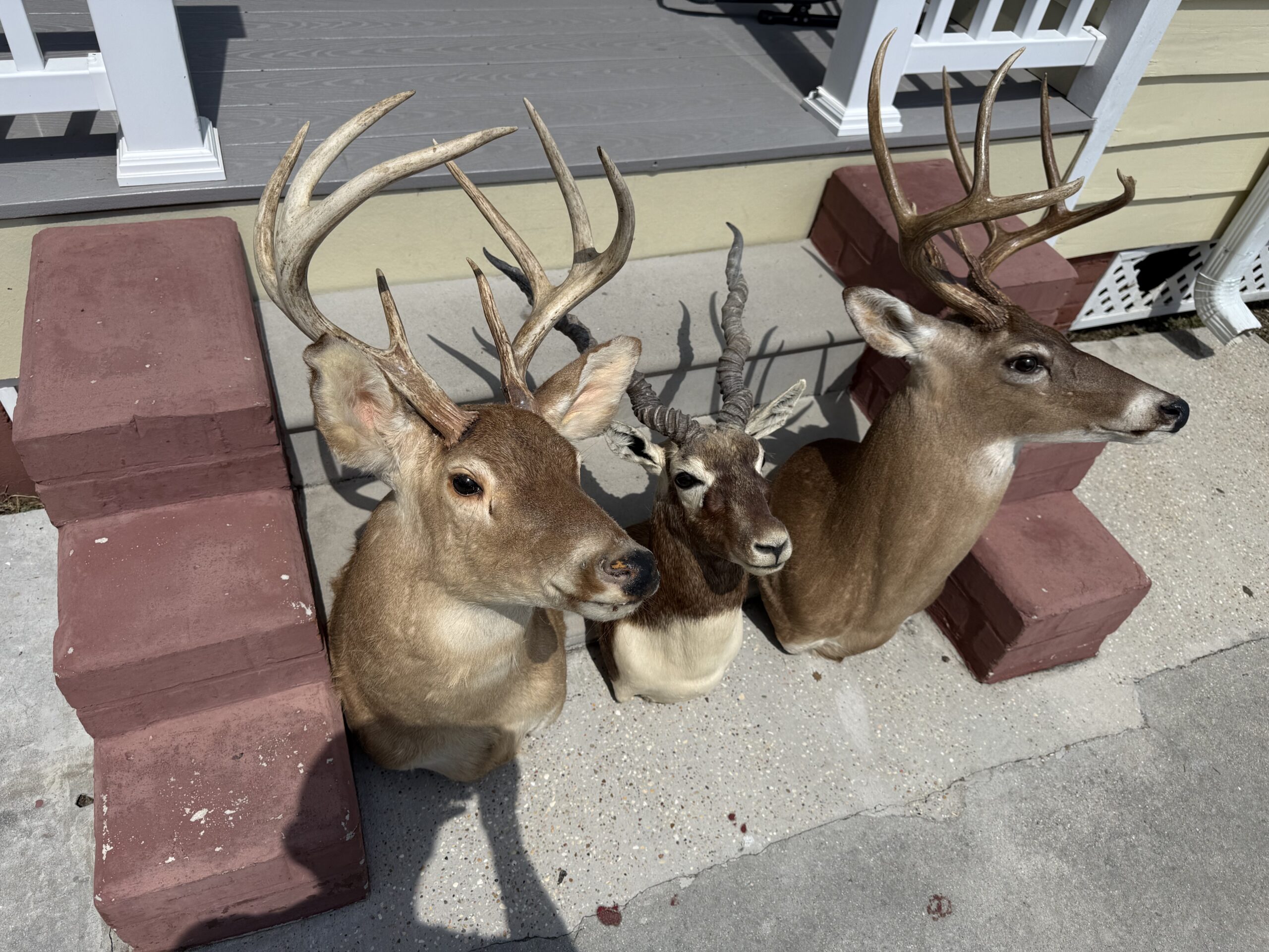 Mounts For Sale