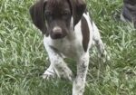 GERMAN SHORTHAIRED POINTERS (Champion Bloodlines)