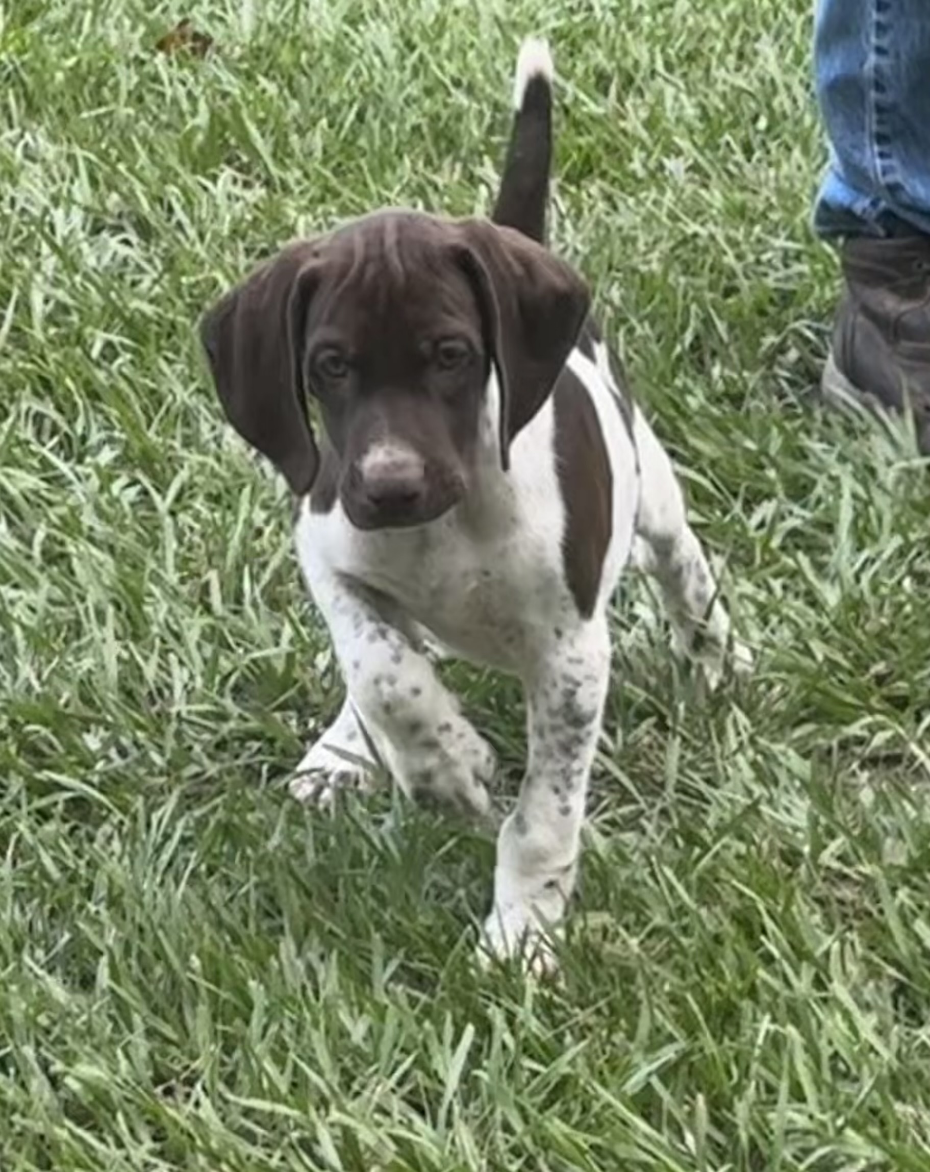 GERMAN SHORTHAIRED POINTERS (Champion Bloodlines)