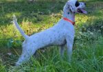 English Setter Puppies (Champion Bloodlines)