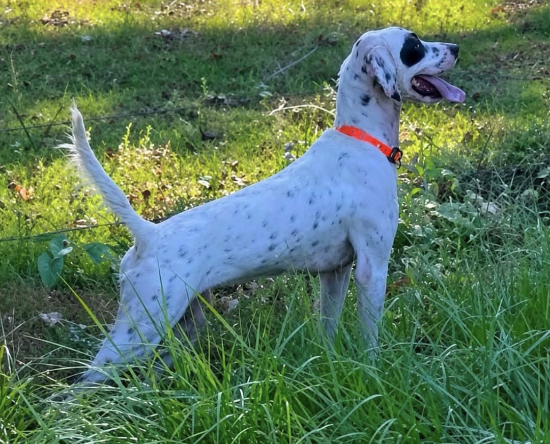 English Setter Puppies (Champion Bloodlines)
