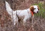 English Setter Puppies (Champion Bloodlines)