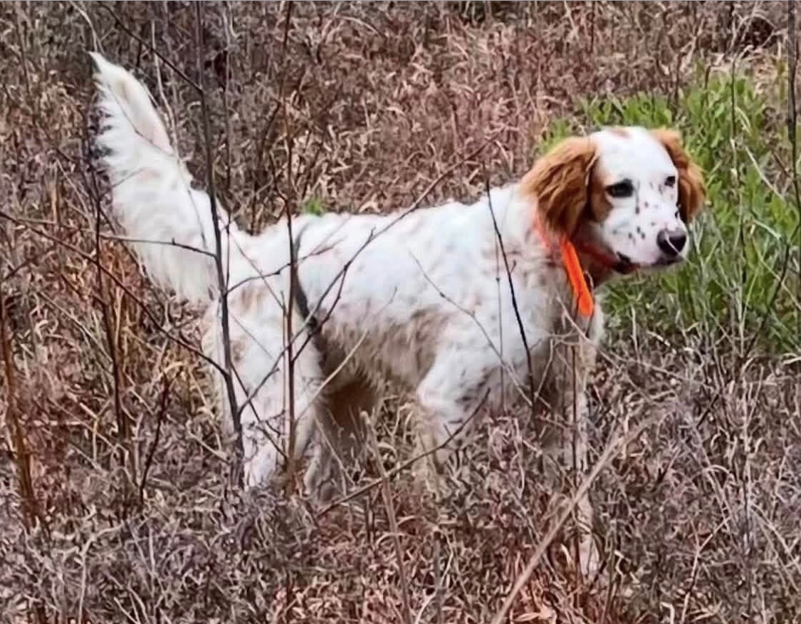 English Setter Puppies (Champion Bloodlines)