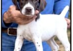 German Shorthaired Pointers (Champion Lines)
