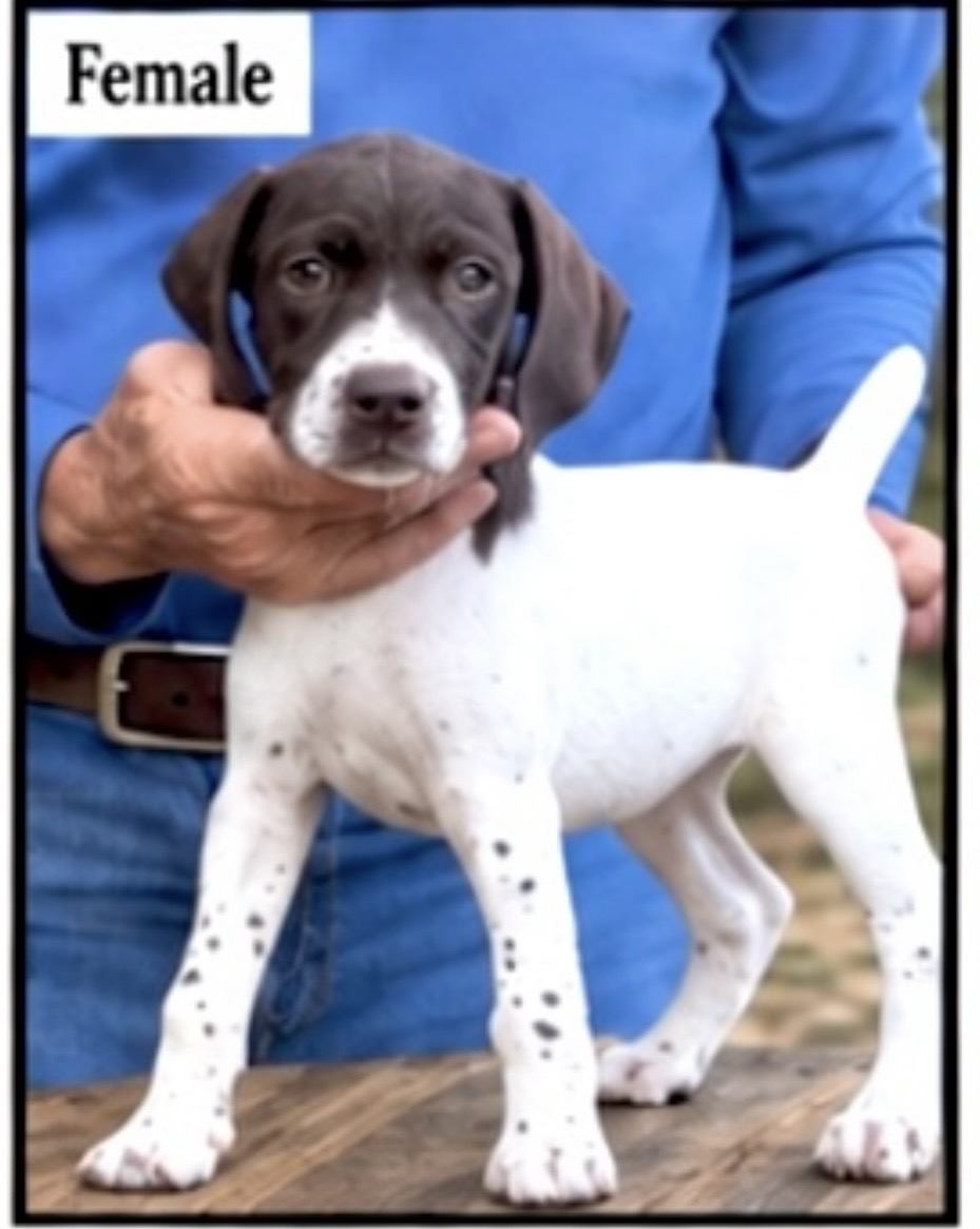 German Shorthaired Pointers (Champion Lines)