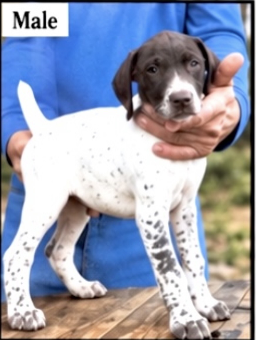 German Shorthaired Pointers (Champion Lines)