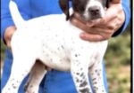 GERMAN SHORTHAIRED POINTERS (Champion Bloodlines)