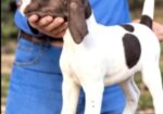 German Shorthaired Pointers (Champion Lines)