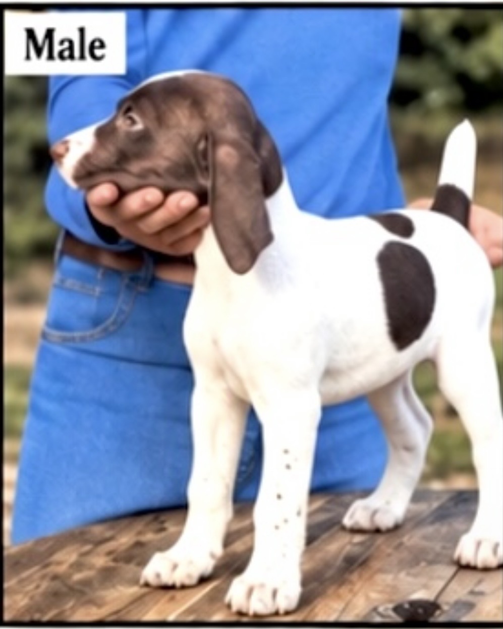 German Shorthaired Pointers (Champion Lines)
