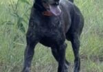 German Shorthaired Pointers (Champion Lines)