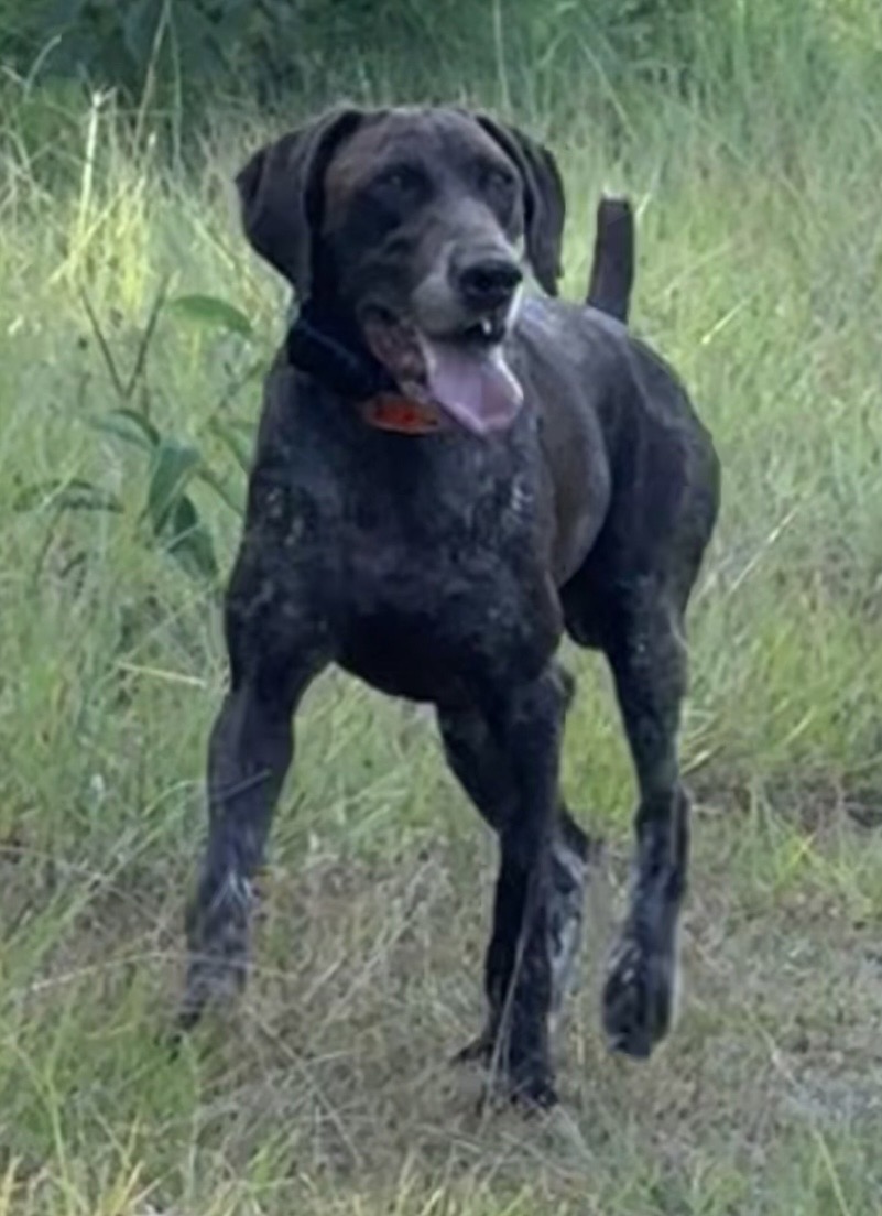 GERMAN SHORTHAIRED POINTERS (Champion Bloodlines)