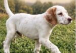 English Setter Puppies (Champion Bloodlines)