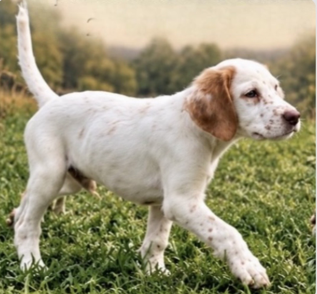 English Setter Puppies (Champion Bloodlines)