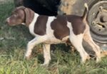 German Shorthaired Pointers (Champion Lines)