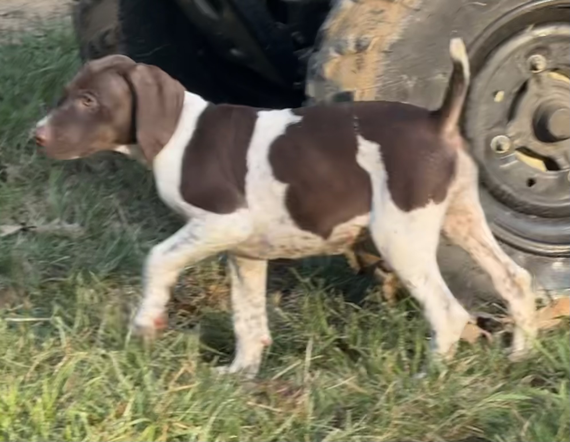 German Shorthaired Pointers (Champion Lines)