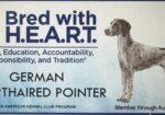 German Shorthaired Pointers (Champion Lines)