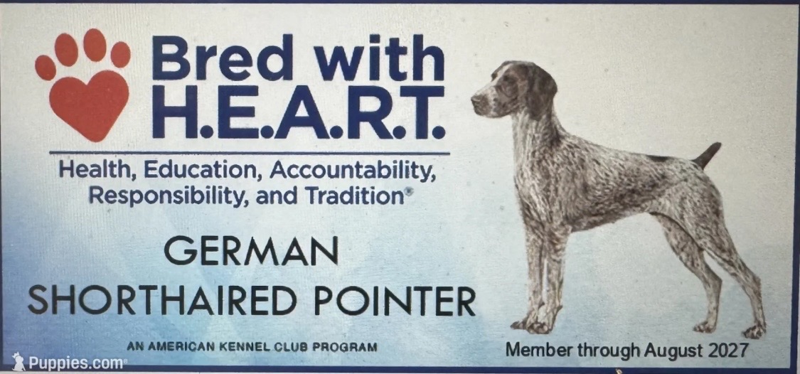German Shorthaired Pointers (Champion Lines)