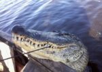 45.5 Acre tract and 15 acre additional tract in Dularge–hunting, fishing, bayouside included