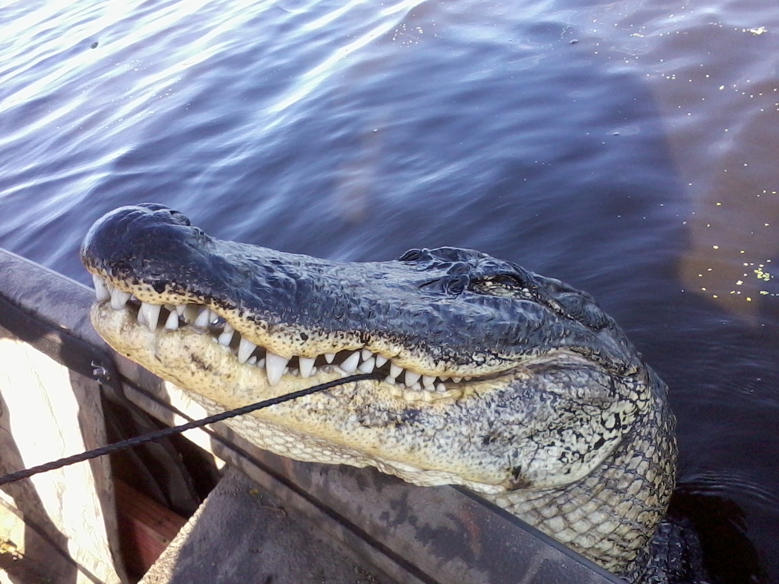 45.5 Acre tract and 15 acre additional tract in Dularge–hunting, fishing, bayouside included