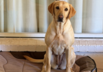 Yellow Labrador Male Puppy (Champion Bloodlines)