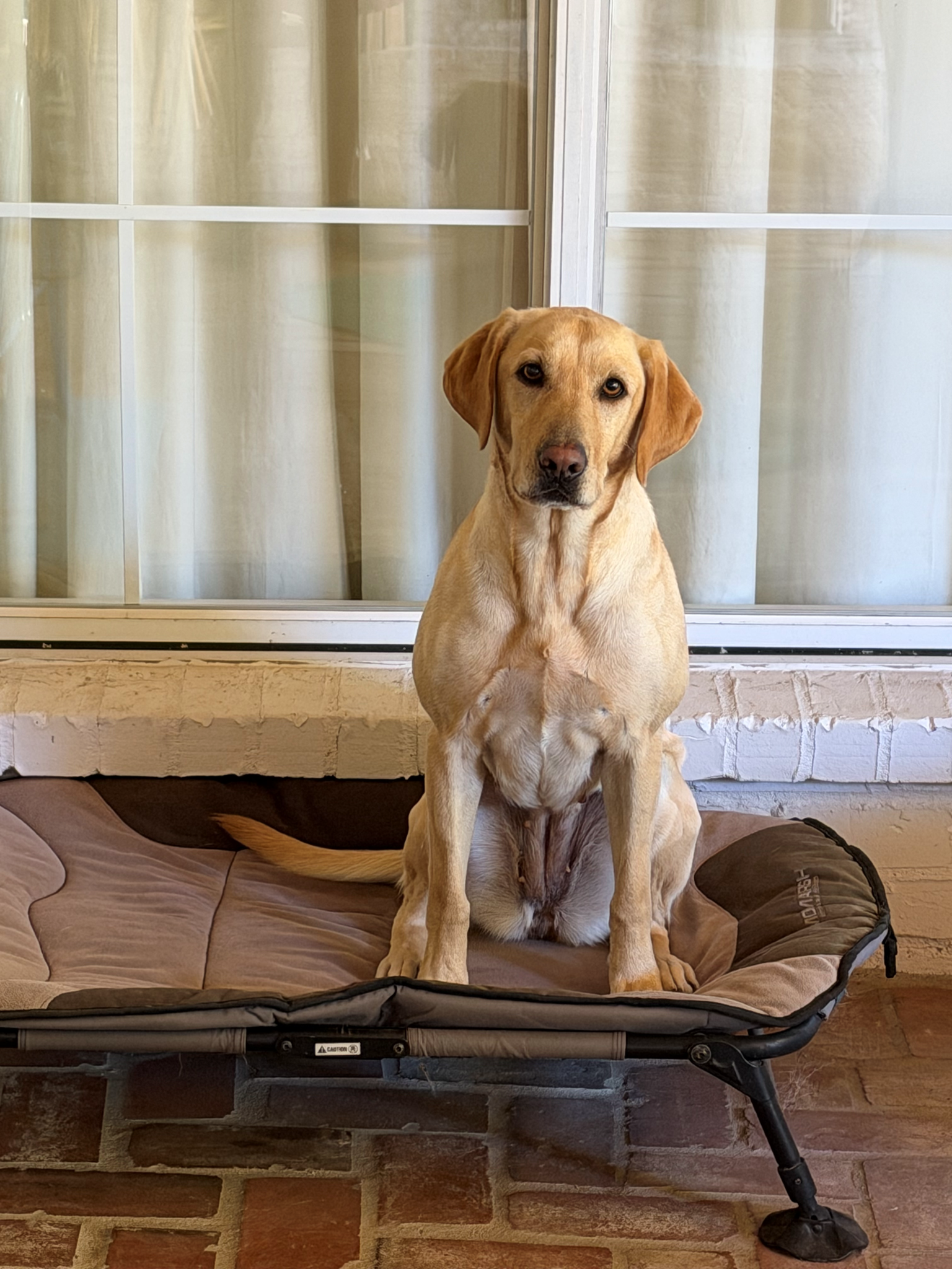 Yellow Labrador Male Puppy (Champion Bloodlines)