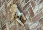 Yellow Labrador Male Puppy (Champion Bloodlines)