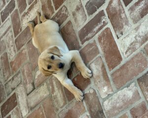 Puppy-Pic