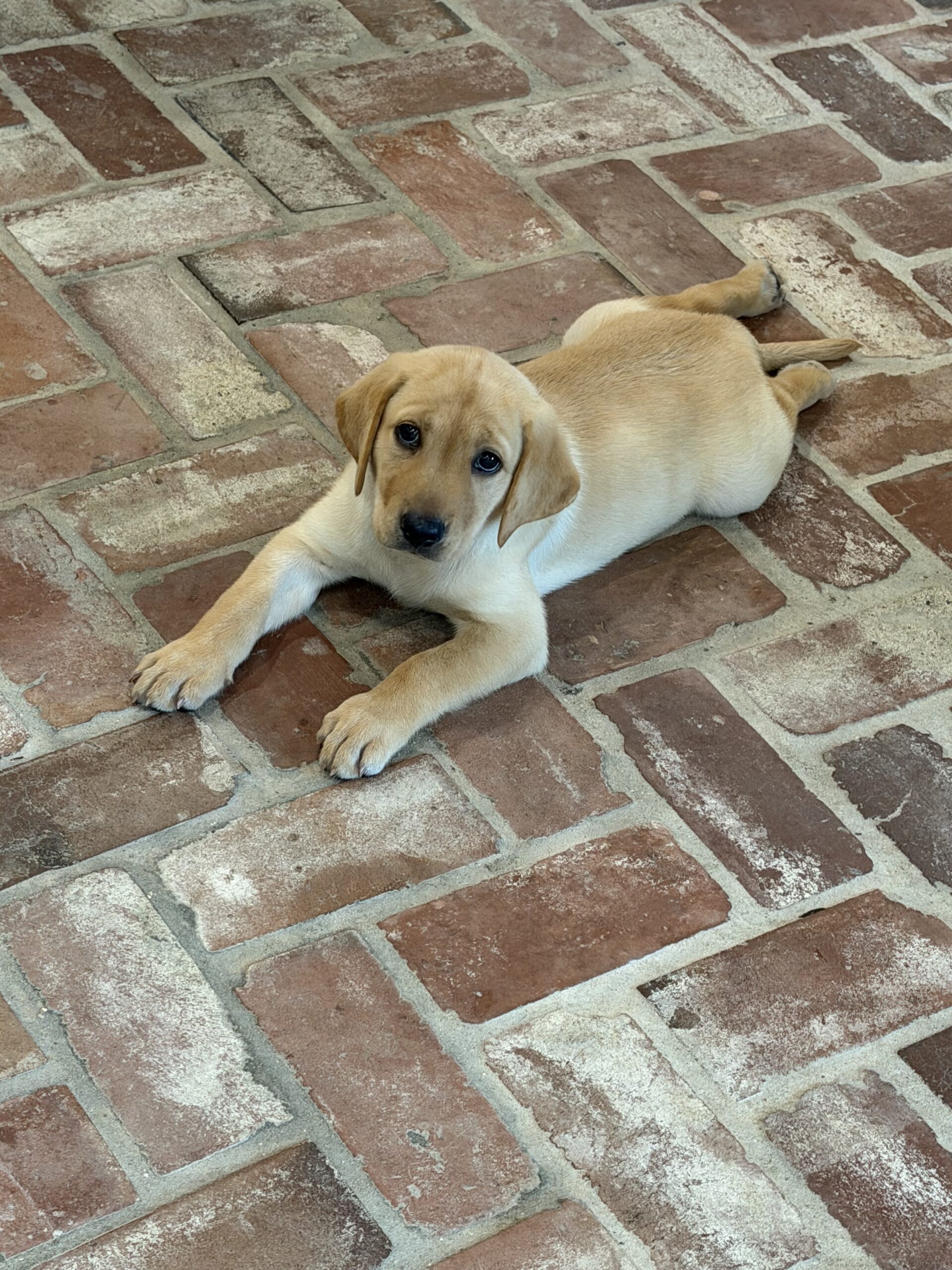 Yellow Labrador Male Puppy (Champion Bloodlines)
