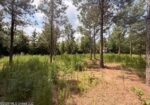 46 Acres in Walthall County