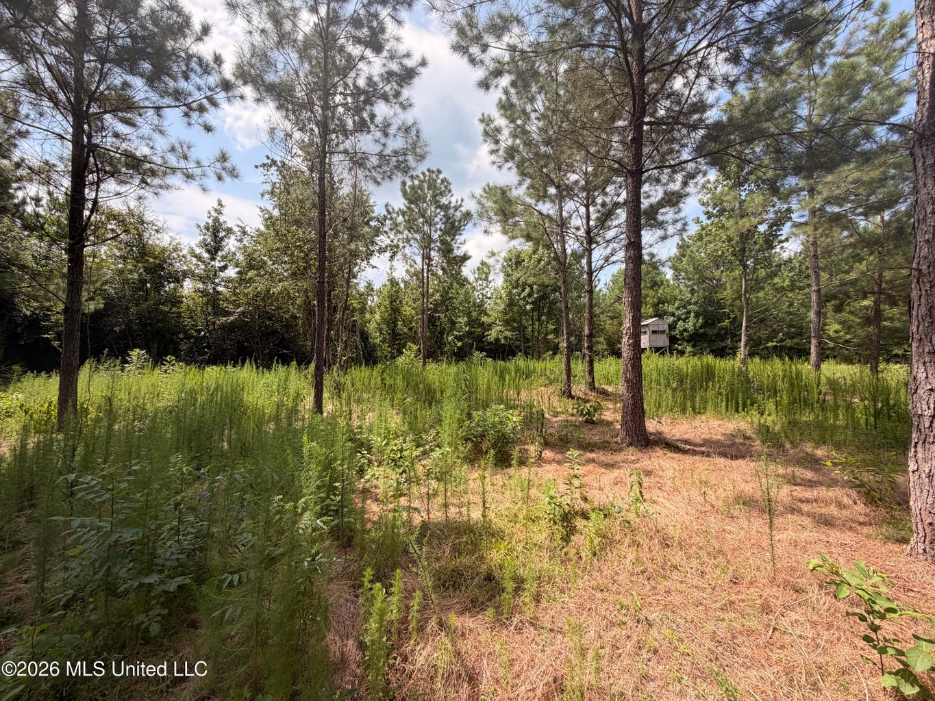 46 Acres in Walthall County