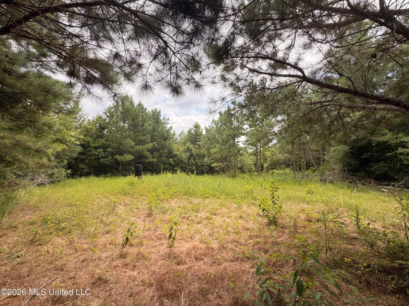 46 Acres in Walthall County
