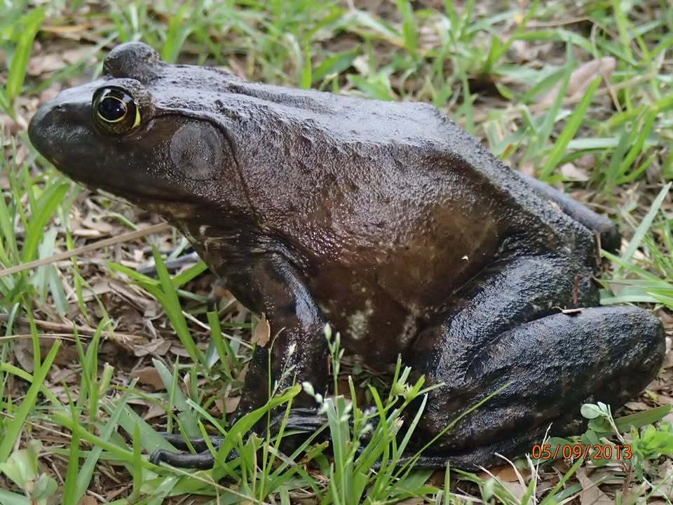ISO of Fresh Frog Legs
