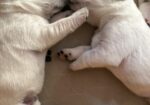 Gorgeous AKC English Lab Puppies Ready November 23, 2026!