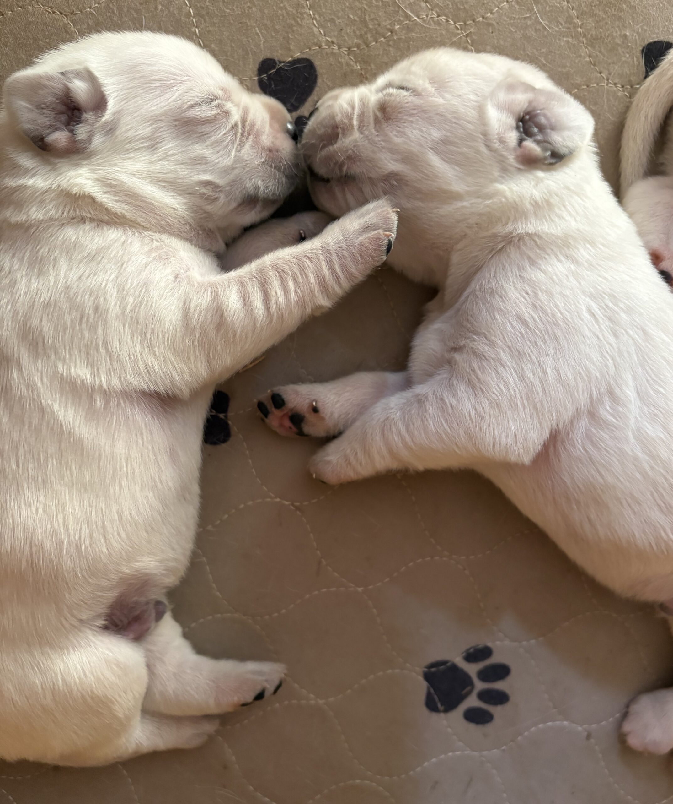 Gorgeous AKC English Lab Puppies Ready November 23, 2026!