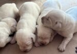 Gorgeous AKC English Lab Puppies Ready November 23, 2026!