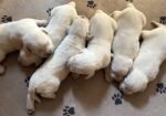 Gorgeous AKC English Lab Puppies Ready November 23, 2026!