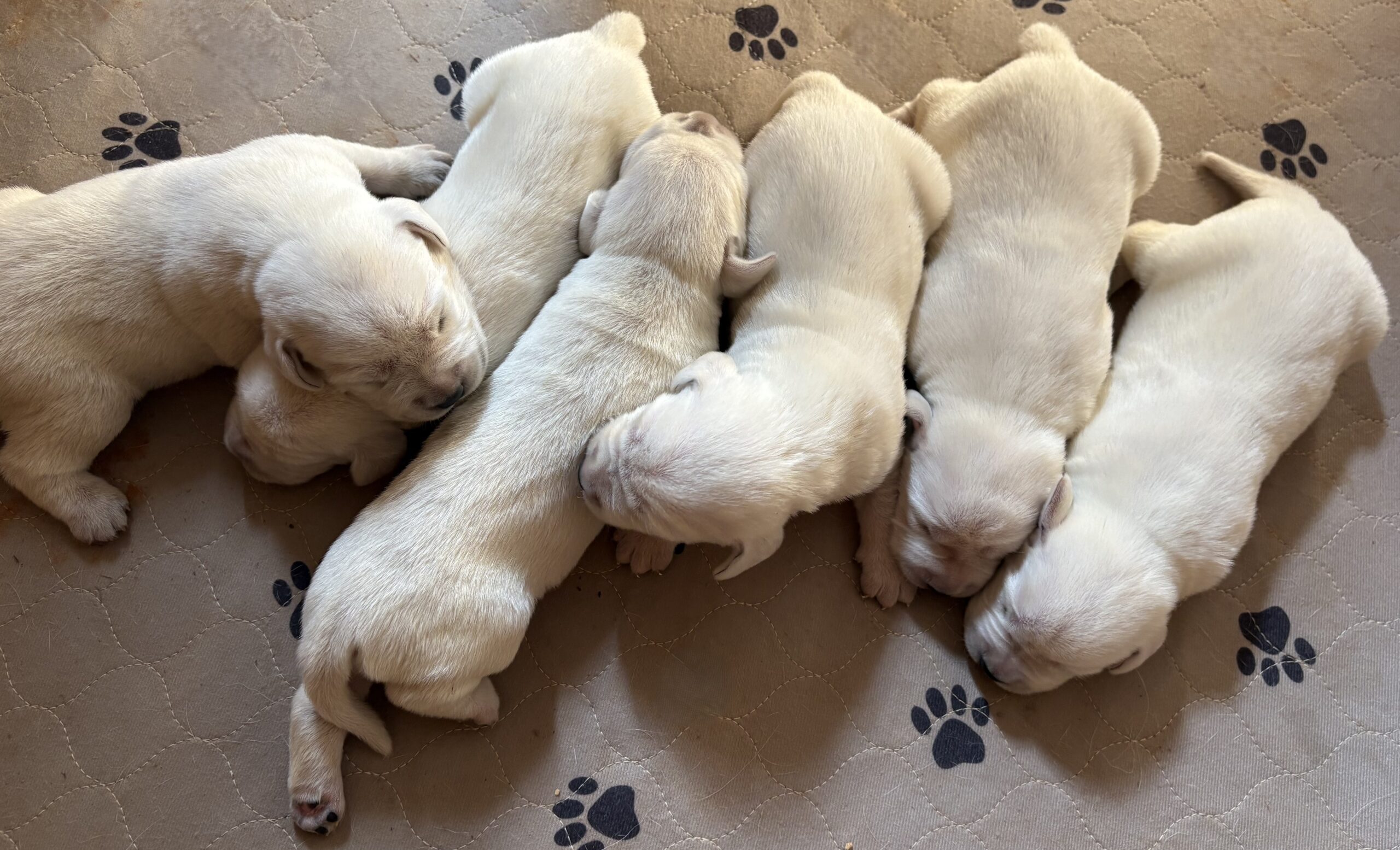 Gorgeous AKC English Lab Puppies Ready November 23, 2026!