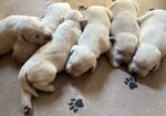 Gorgeous AKC English Lab Puppies Ready November 23, 2026!