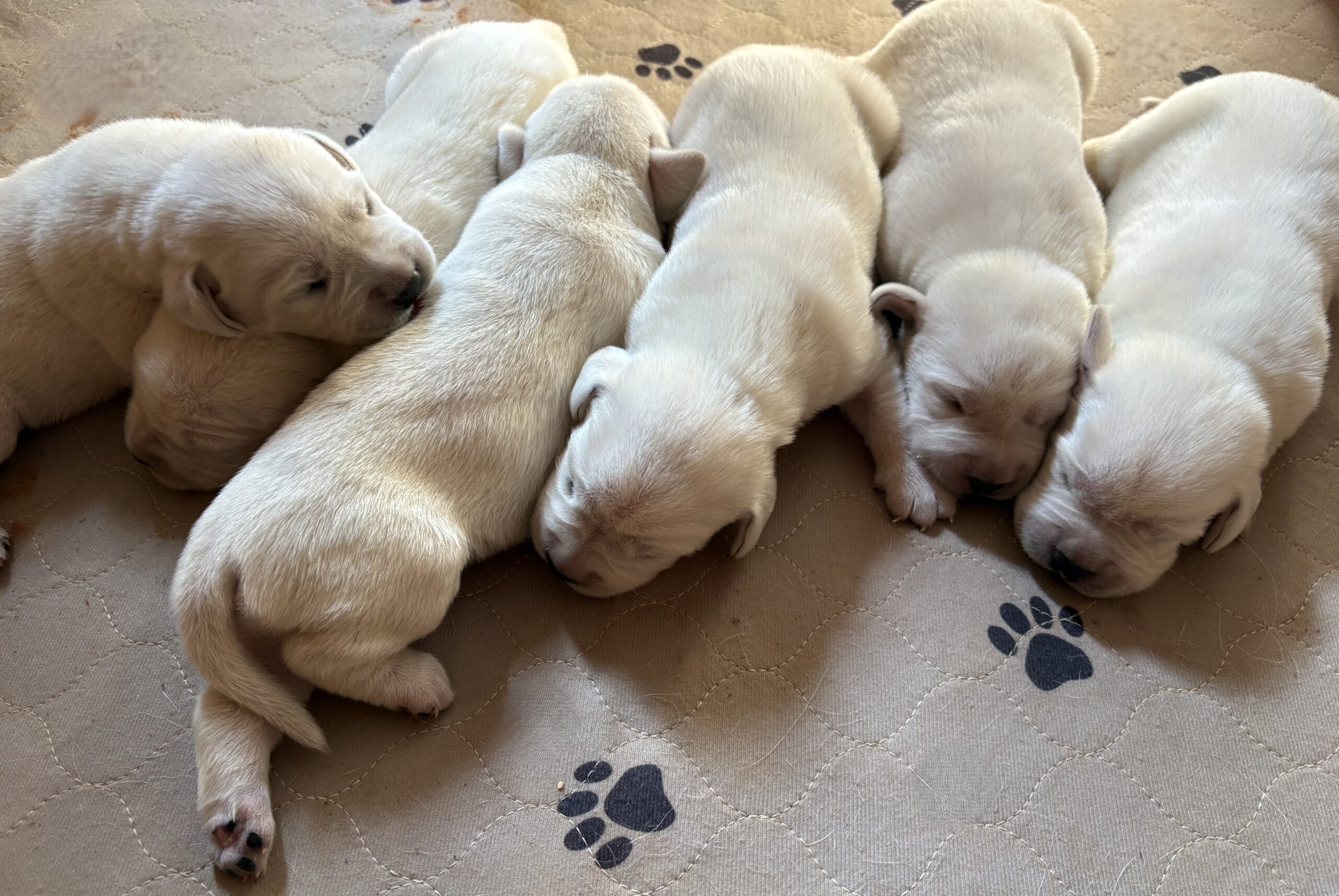 Gorgeous AKC English Lab Puppies Ready November 23, 2026!